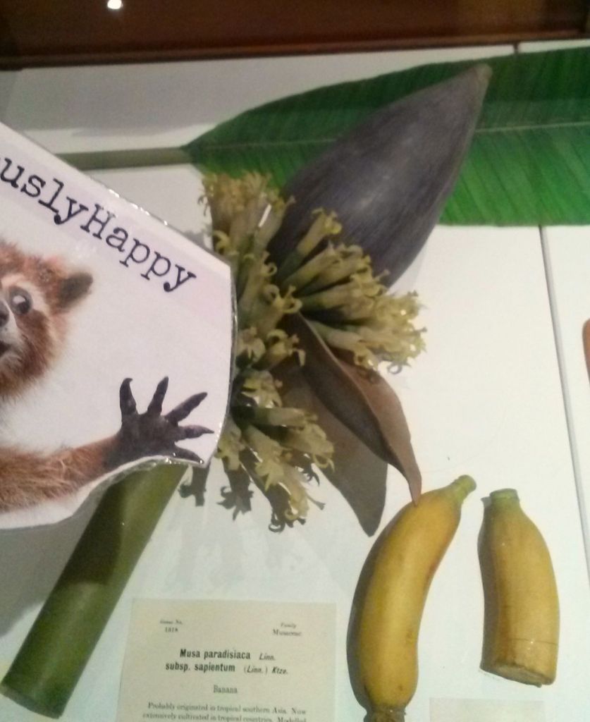 I love how the bananas are labeled FRUIT.  Awesome.