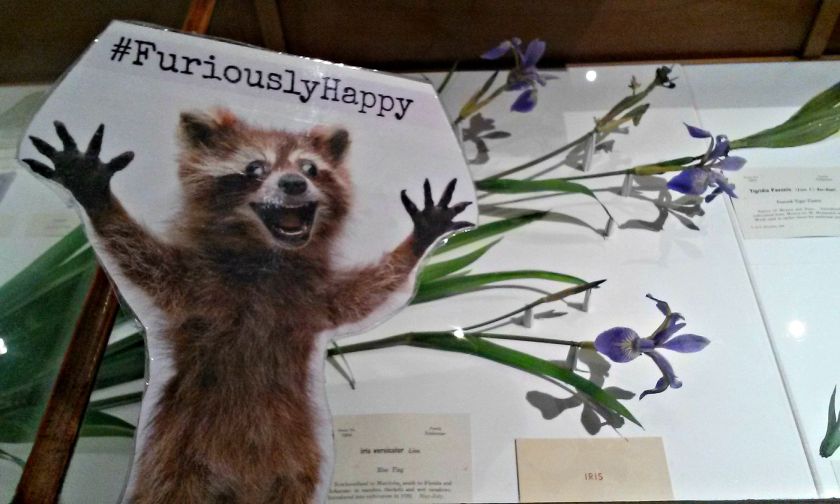 The purple glass irises are some of the favorite flowers in the HMNH collection.