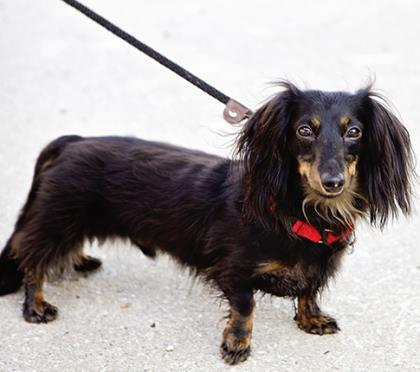 Another picture from his humane society page.