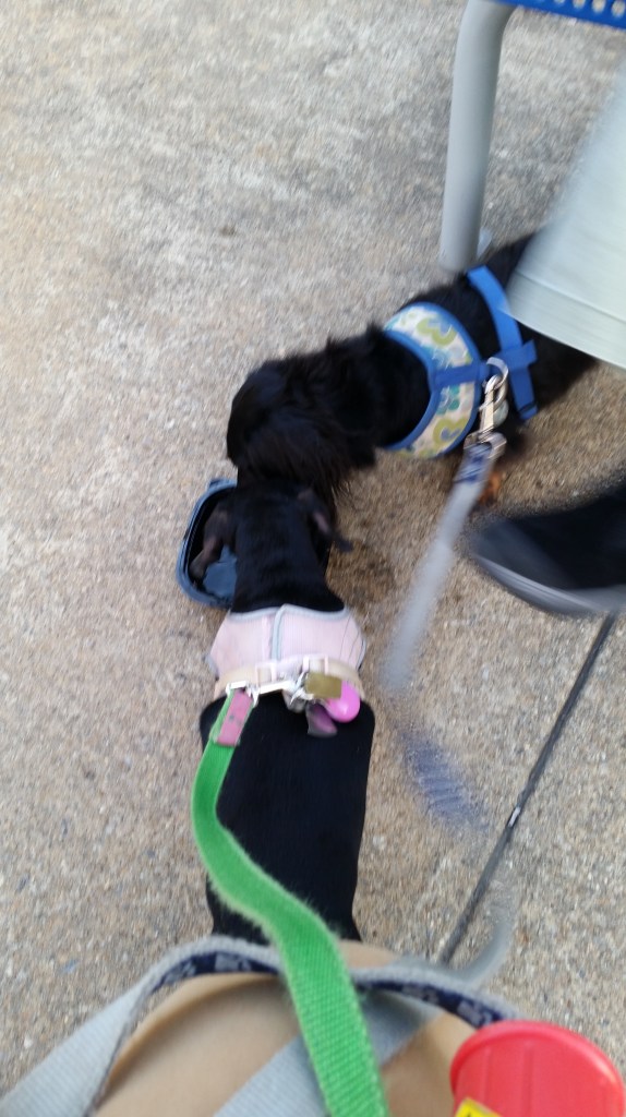 Drinking from the same bowl within hours of meeting.  This is a good thing.