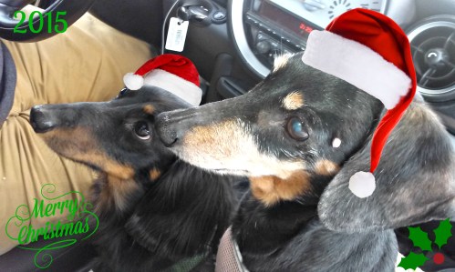 All of us, yes, even Scratch, wish you the best in the New Year.