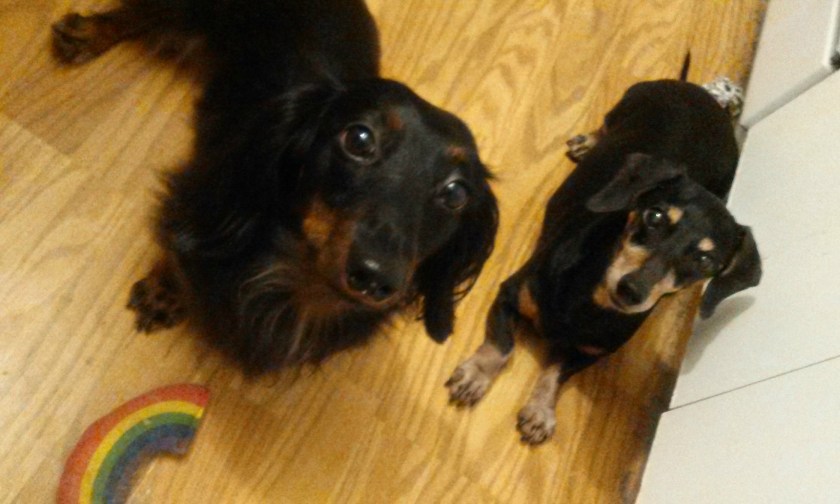 This is the very first photos I was able to get of Dash where he wasn't a blur. Take in late August, 2015.