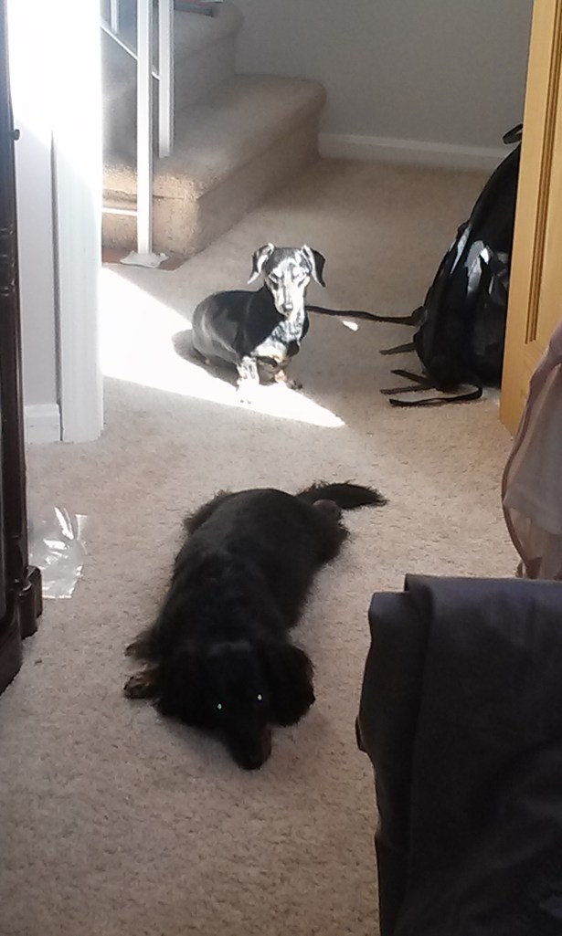 It's so much sunnier here. They regularly follow the sunbeams from the skylights to work on their tans.