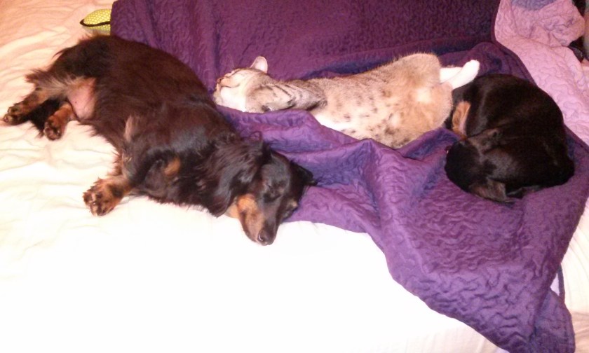 All three of them cuddling after a long day of napping and tanning. It's a hard life.