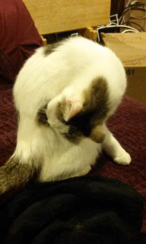 She grooms herself, a lot.