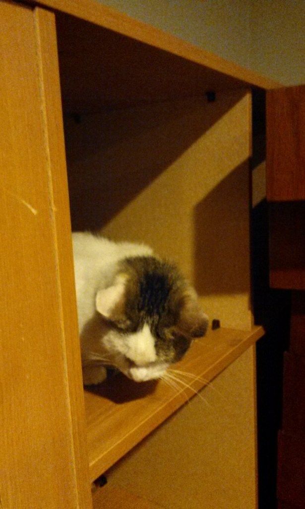Hanging out in a bookshelf downstairs.