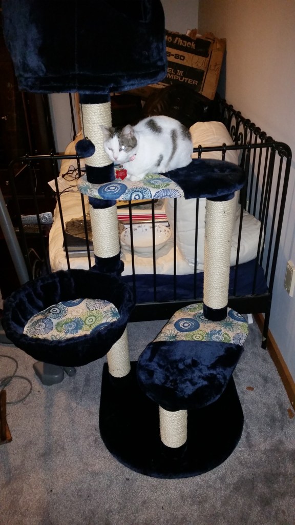 Violet on the basement cat tree