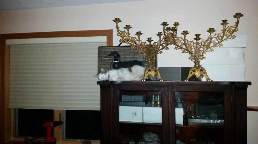 Don't look at the dachshund on the suitcase, LOOK AT ME.