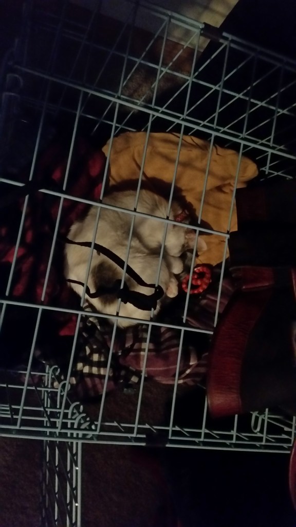 It's tough being a baby kitteh.