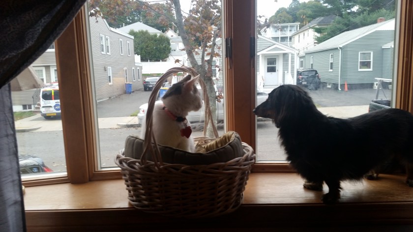 Violet in her window basket bed, with Dash sitting with her.