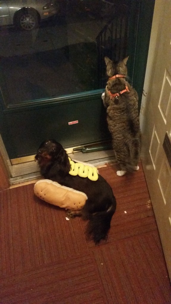 Scratch wants to go outside, but Dash just wants to know how much longer he has to be a hot dog.