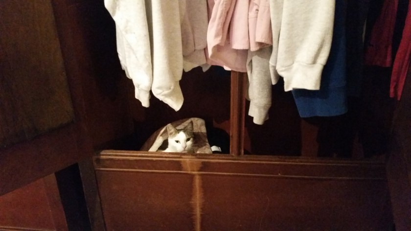 This bed is hidden in an armoire in the guest room - far, far away from dachshunds.