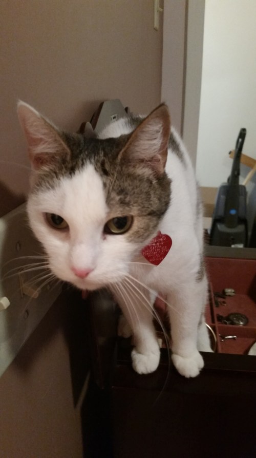 This is Violet, mugging for the camera. 