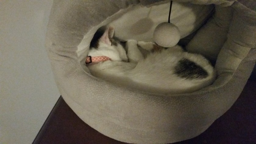 Sleepy, sleepy baby kitteh.