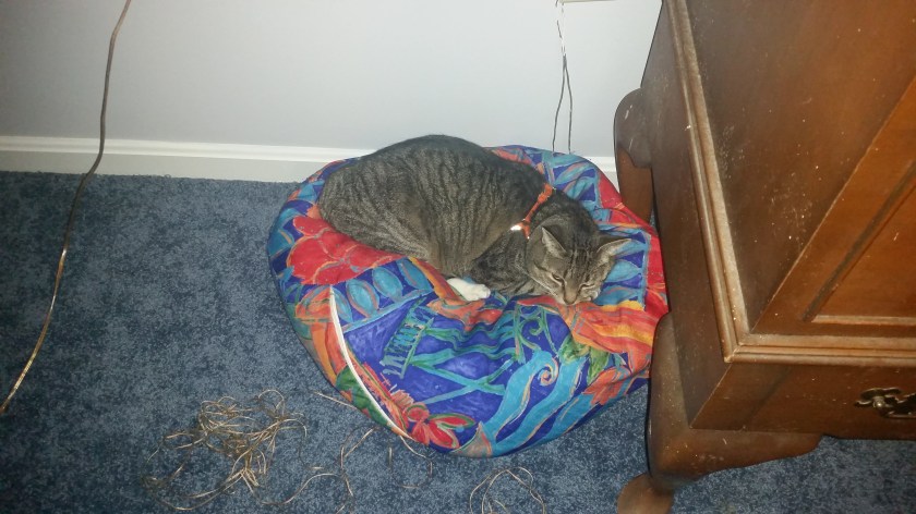 This is actually one of the dog beds, but Scratch does not care.
