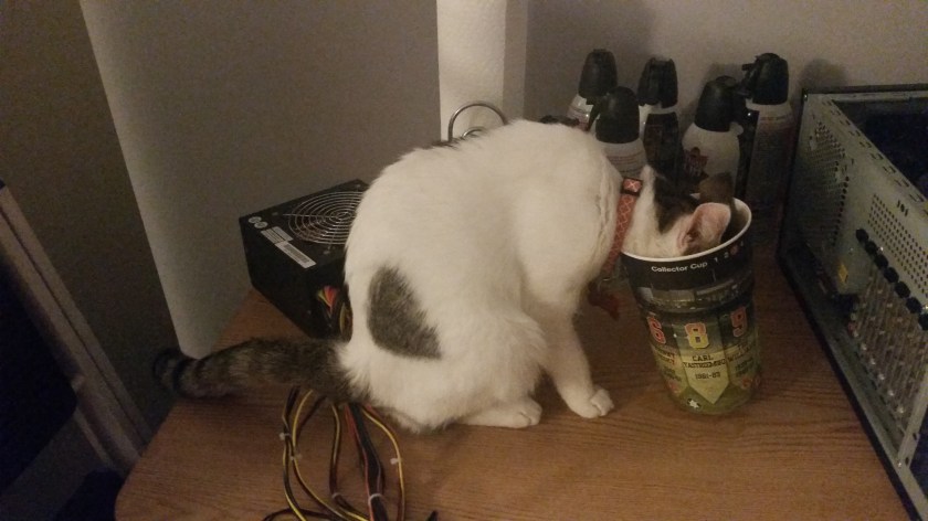 She is so small that she was able to fit her whole head in this cup to drink the water that was in it. 