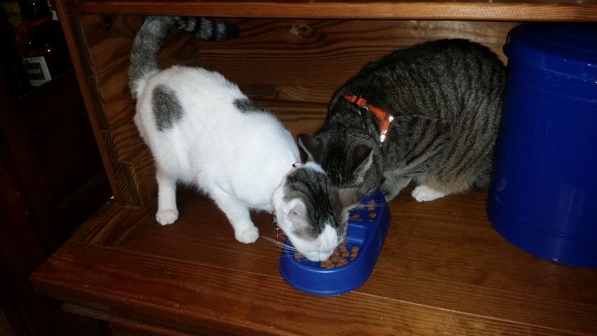 They can actually eat together and not fight.