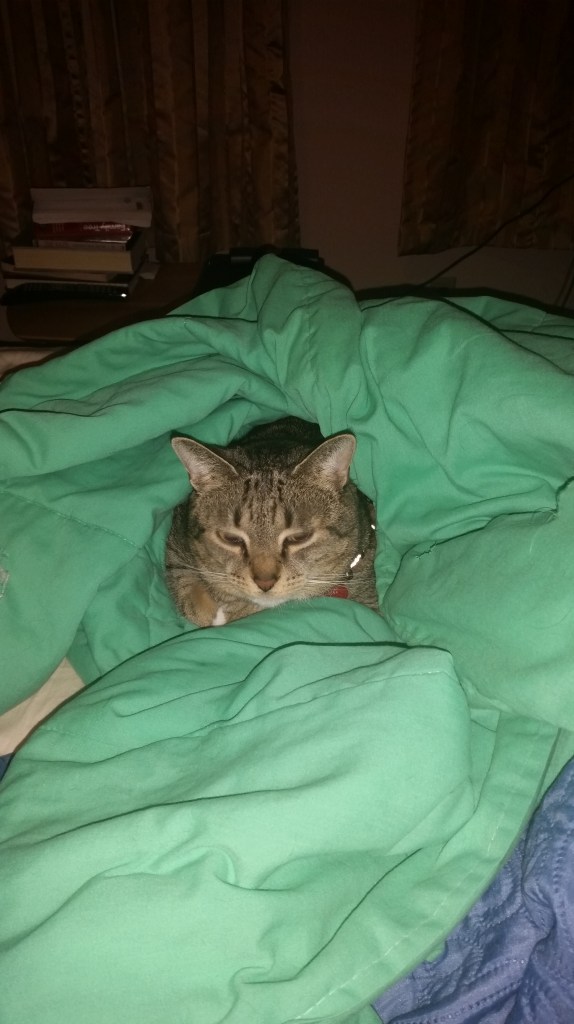 Scratch doesn't get under blankets often, but when he does, you KNOW it's cold. 