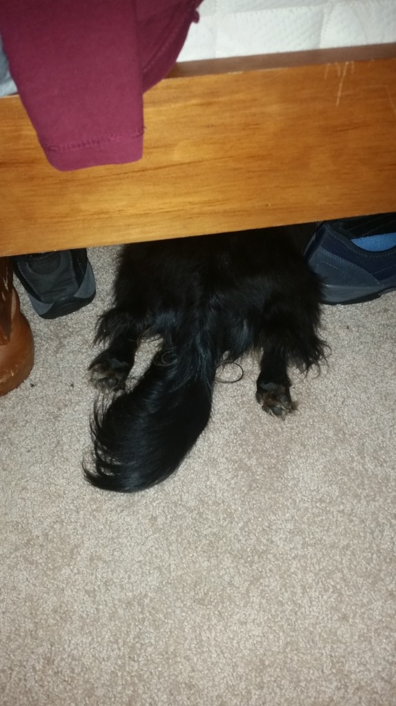 Rerun had a protective blanket of fear. Dash prefers the whole bed.