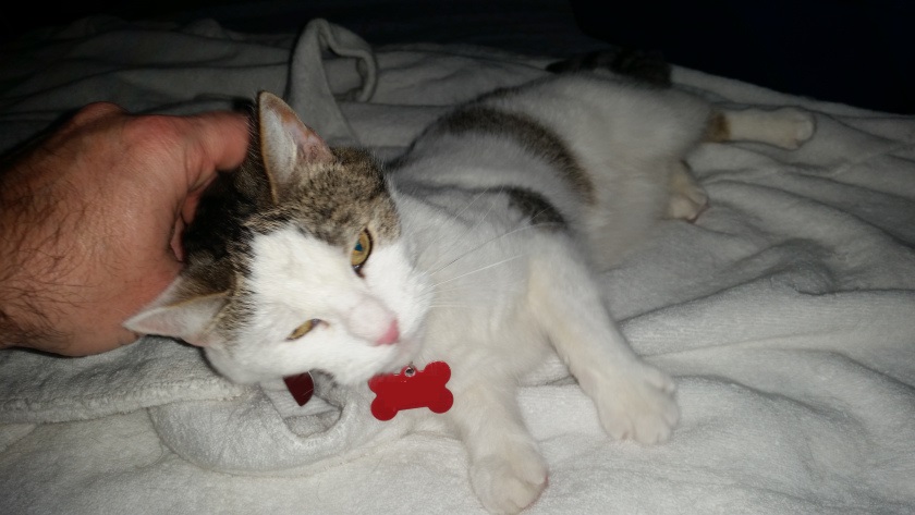 She may just be the most adorable little baby kitteh ever.  And she probably knows it.  